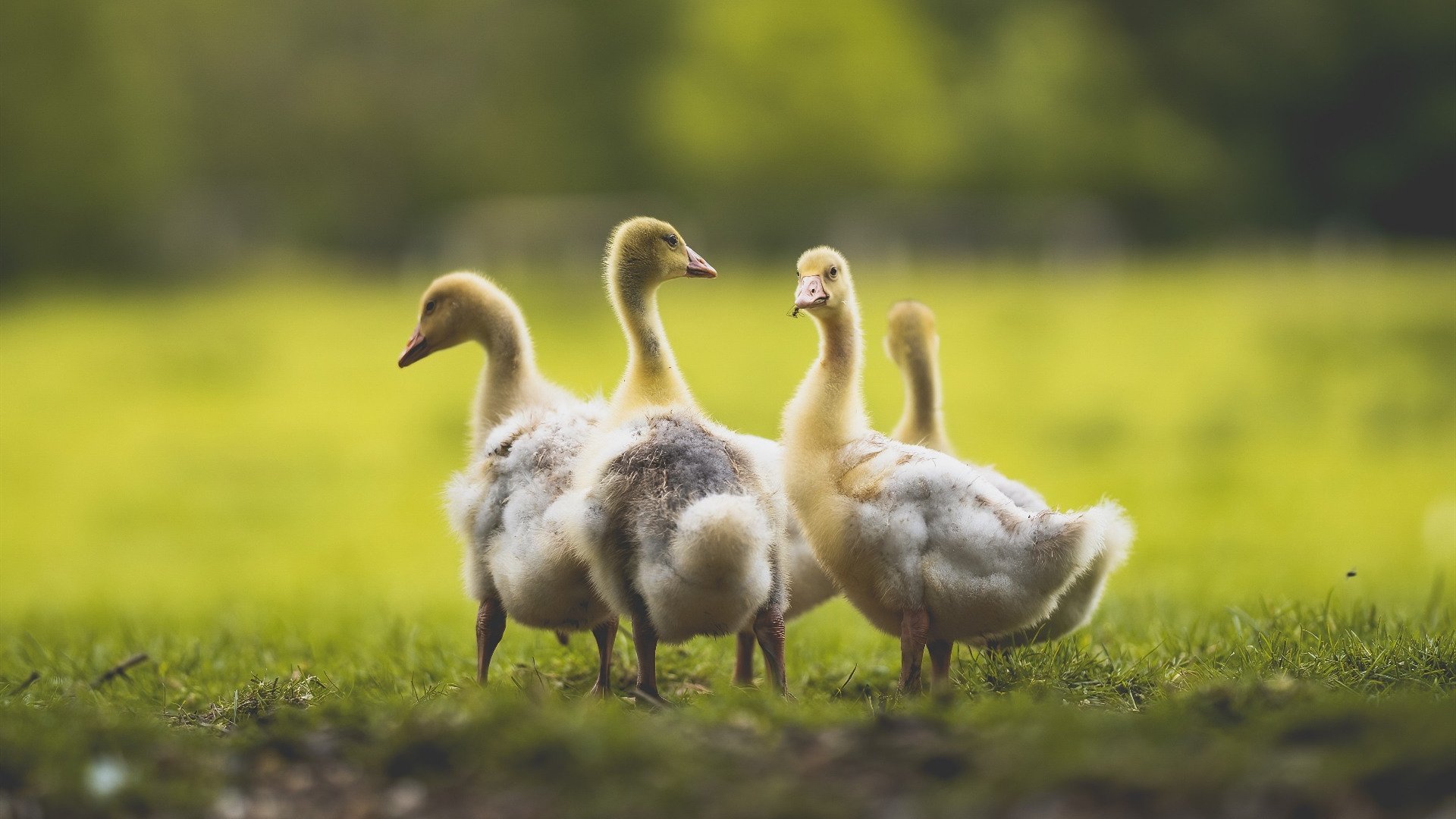 体育APP下载-幽灵中场，时空裂痕中，阿尔瓦雷斯定义芬兰与洪都拉斯的唯一对决