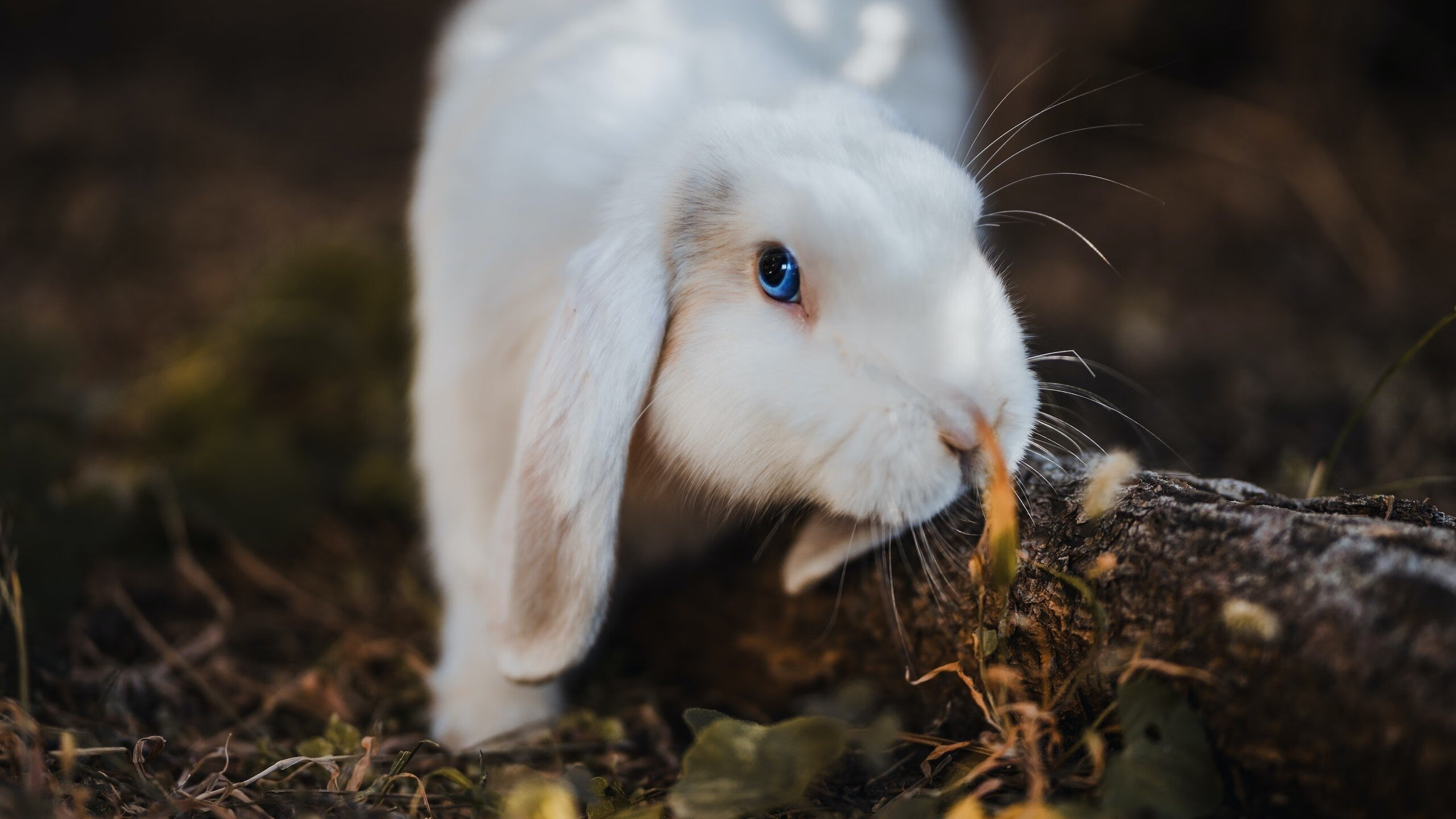 马里踏平曼城震撼足坛,久保建英东决关键战接管比赛创历史