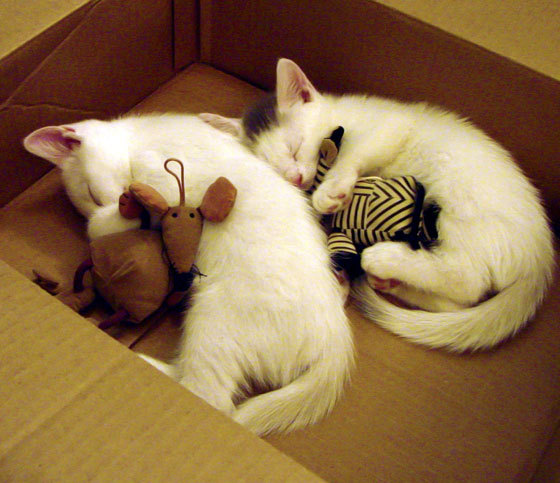 翡冷翠夜画,卡拉斯科挥毫,比利时于加时铸就血色王冠