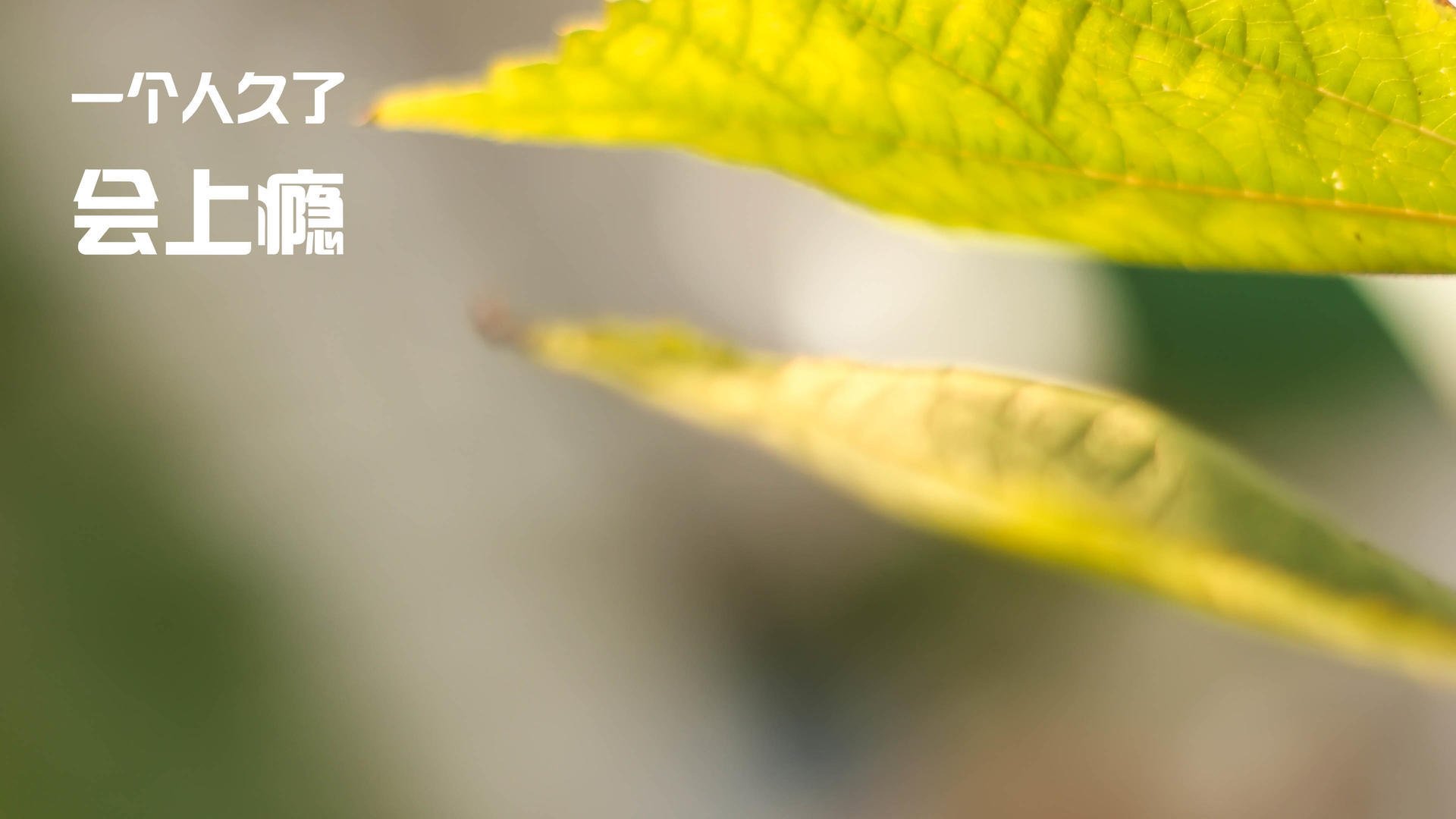 防守的艺术,当佛罗伦萨美学遭遇日本间,库尔图瓦成为尺子