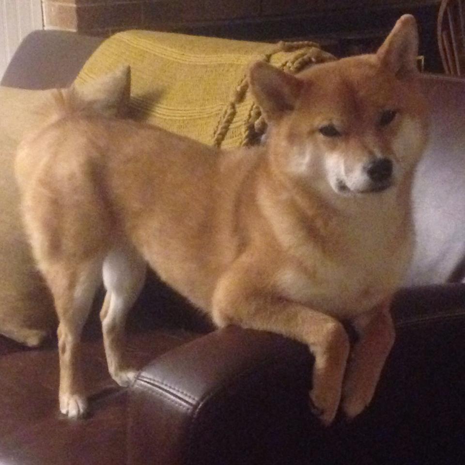 体育平台APP-宿敌的黄昏，2026世界杯，美国闪电战击溃哥斯达黎加，开启北美新纪元