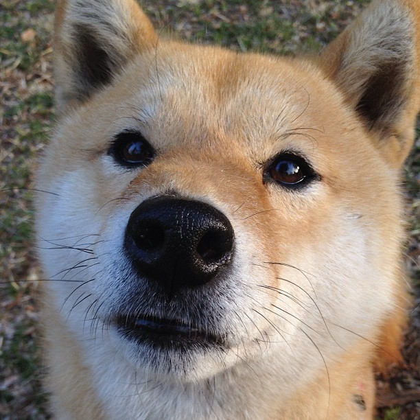 历史重演？不，这一次更特别—塔图姆的压哨绝杀如何成为公牛队史新图腾