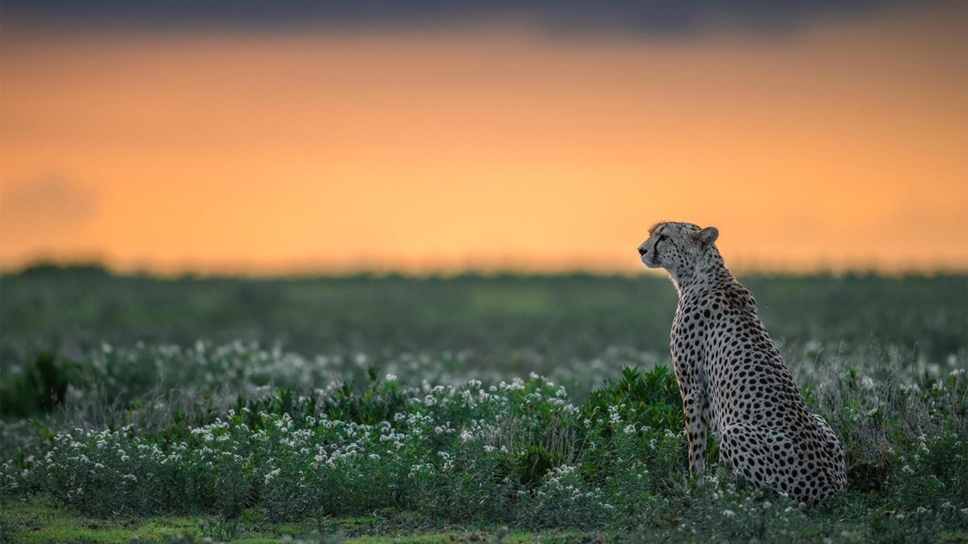 爵士对阵北京队，当塔图姆成为这场不可能对决的唯一指挥家
